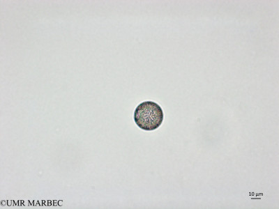 phyto/Brazilian_Nordeste/AtoldasRocas_station22/ABRACOS1 October 2015/Coccolithophoride 10 (Snap-1992)(copy)_thumb.jpg